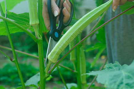 女人手指纤维园艺美食烹饪蔬菜种植园秋葵农业农民生产图片