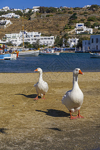 希腊Mykonos市政厅前的海滨地区有两只鹅图片