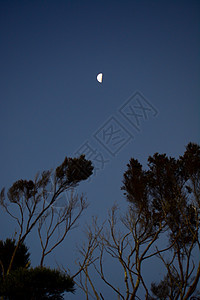 充满黑暗的夜空 有树木和上半个月的黑色轮廓 树枝贪婪地伸向月亮 让人感到有些恐惧图片