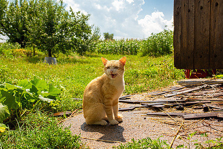 红猫在村里房子的院子里 红猫在夏季户外散步哺乳动物小猫生活花园毛皮眼睛宠物猫科动物农场猫咪图片