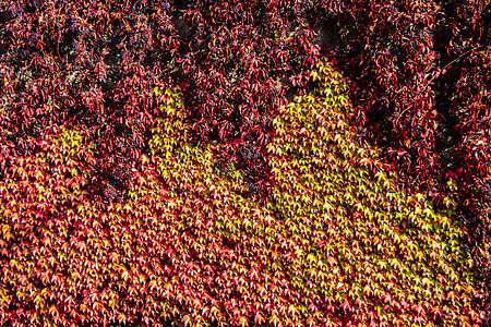 红黄黄黄藤树叶 人口稠密生长背景图片