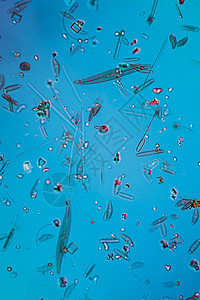 水滴中的微微微小显微二亚原子藻类圆形科学毛孔硅藻生物学植物宏观游泳图片