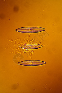 水滴中的微微微小显微二亚原子生物学植物毛孔科学藻类圆形宏观游泳硅藻图片