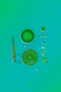 水滴中的微微微小显微二亚原子毛孔藻类生物学硅藻植物科学圆形游泳宏观图片