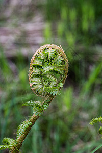 生长不足的鲜嫩小毛发土壤绿色蕨类泡沫绿色植物森林灌木丛植物图片