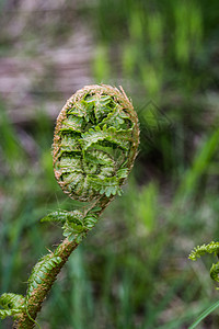 生长不足的鲜嫩小毛发绿色植物植物灌木丛泡沫蕨类绿色土壤森林图片