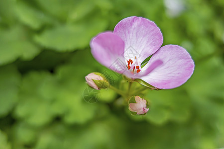 在自然界中紧闭的花花瓣生长花束草图墙纸植物群植物学园艺叶子装饰图片