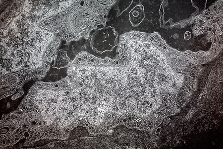 金鱼细胞在电子微型巡警下面科学动物显微镜考试宏观药品插图图片