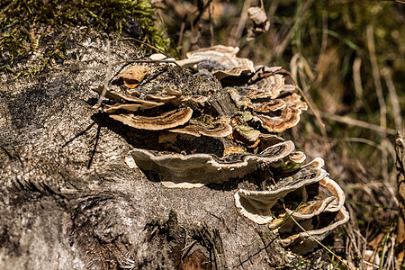 枯木上木柴的木采树真菌图片