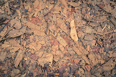 红色红棕色干枯叶片和碎屑处及石灰背面g图片