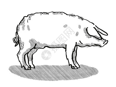 Mangalitza 猪养殖卡通回溯光绘图图片