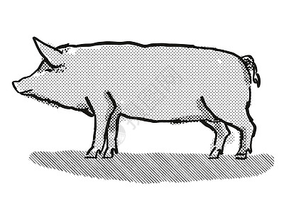 塔姆沃思猪品种卡通复古绘图图片
