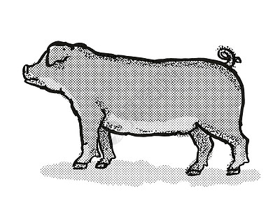 Duroc Pig 养猪图片