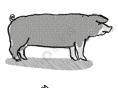 波兰 中国猪养殖漫画回溯性绘图图片