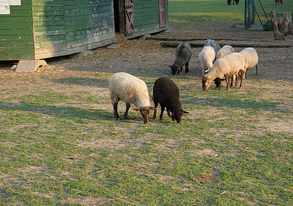 毛茸茸的可爱羊在木制农舍 Cote 马厩前放牧 在乡村 有水坑草 树木和森林背景 乡村风光图片