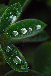 在绿色金莲花 lea 上平衡的雨滴农场宏观静脉生长植物群植物环境叶子水滴水分图片