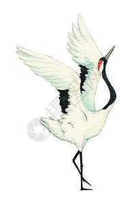 日本红色起重机鸟在白色背景下飞行 水彩纸 织物纺织 封面页 模板 明信片 海报上的装饰画插图野生动物绘画庆典荒野动物艺术墨水问候图片