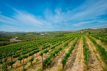 葡萄园和葡萄排种植园风景植物酒厂收成生长树叶栽培农业场地图片