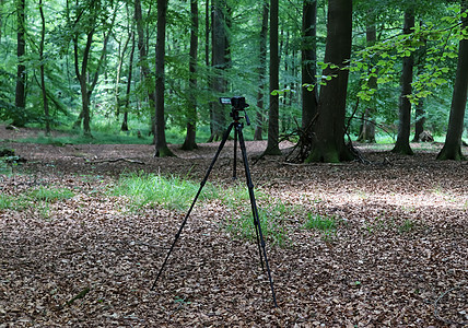 在森林里站立的三脚架摄像机上 没有可见的人荒野视频绿色风景叶子摄影植物镜头黑色季节图片