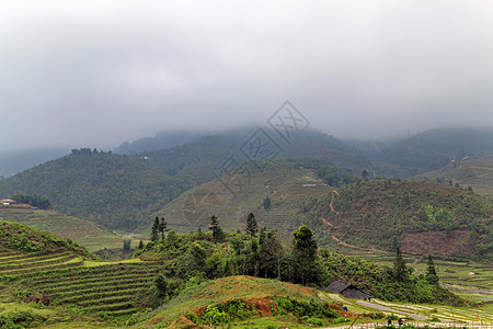 稻田梯田 云中山景 老蔡萨帕Sapa 老凯Lao Cai农业远足曲线环境收成旅行植物农场季风地标图片