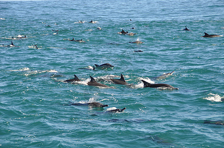 海中海豚群聚在海神之门附近的海豚学校图片