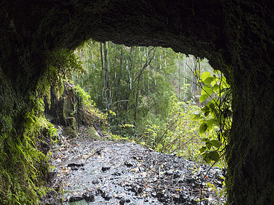 从黑暗的水管隧道穿过流水到神秘月桂林的 Los Tilos 远足小径上茂密的丛林 西班牙加那利群岛拉帕尔马岛美丽的自然保护区环境图片