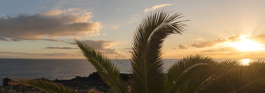 加那利岛的La Palma岛上棕榈树叶环绕着光滑的太阳图片