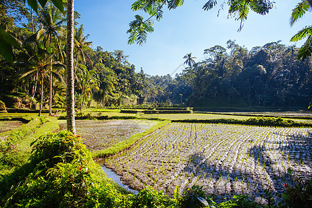 印度尼西亚Ubud附近大米田食物农田爬坡农村乌布土地建筑收成场地太阳图片