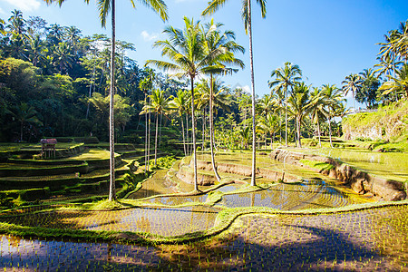 印度尼西亚Ubud附近大米田文化太阳食物建筑荒野收成种植园土地乌布植物图片