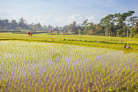 印度尼西亚Ubud附近大米田生长衬套乌布收成农场粮食稻田阳台农村文化图片