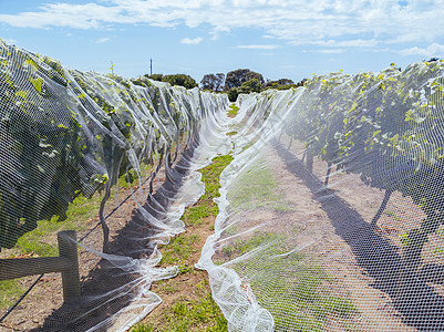 澳大利亚葡萄酒庄农村户外高清图片