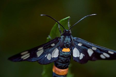深蓝蝴蝶 在绿叶上挂着翅膀 宏观效果照片背景图片
