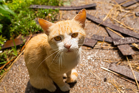 红猫在村里房子的院子里 红猫在夏季户外散步动物小猫荒野国家虎斑猫科动物生活眼睛农场猫咪图片