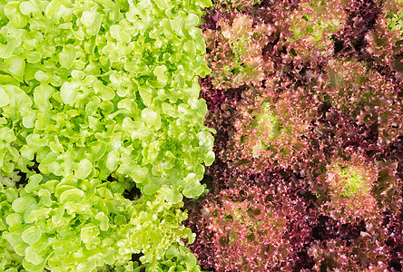 红叶生菜或红珊瑚和绿橡树生菜 供饮食用图片