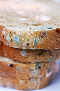 蓝色和粉红色的模子 放在面包上 紧闭真菌孢子绿色腐烂菌类宏观食物面粉霉菌小麦图片