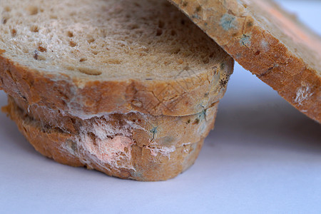 蓝色和粉红色的模子 放在面包上 紧闭面粉微生物小麦孢子灰色真菌宏观腐烂食物绿色图片