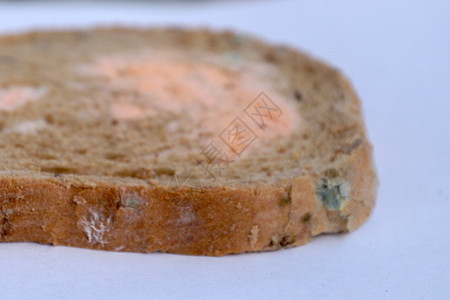 白色背景上的一块发霉的面包绿色面粉孢子食物小麦微生物真菌霉菌模具腐烂图片