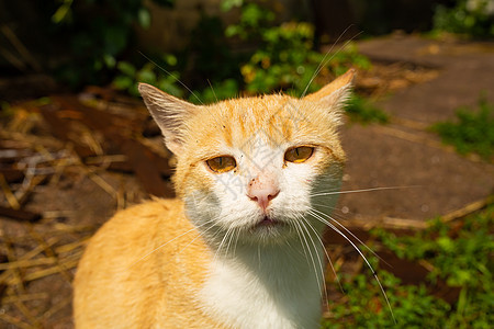 红猫在村里房子的院子里 红猫在夏季户外散步橙子花园国家动物猫咪街道毛皮小猫虎斑农场图片