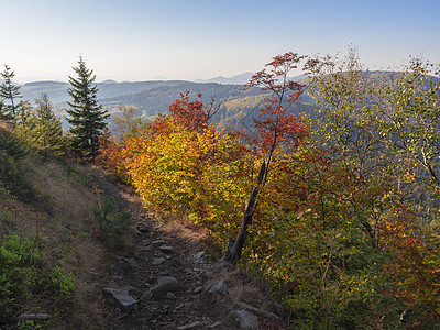 从 Lusatian 山脉的 Klic 或 Kleis 或山顶的人行道上 可以看到鲜艳的秋色落叶和针叶林和青山 蓝天黄金时段的灯图片
