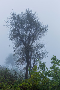 森林中的雾土地叶子农村孤独情绪环境魔法树木苔藓阴影图片