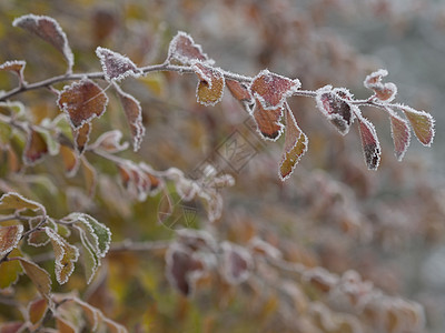 第一次霜冻  特写冰冻的秋色叶树枝Sn季节宏观森林冻结天气磨砂雾凇树叶水晶橙子图片