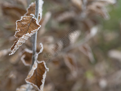 第一次霜冻  特写冰冻的秋色叶树枝Sn水晶植物森林磨砂宏观雾凇天气季节树叶橙子图片