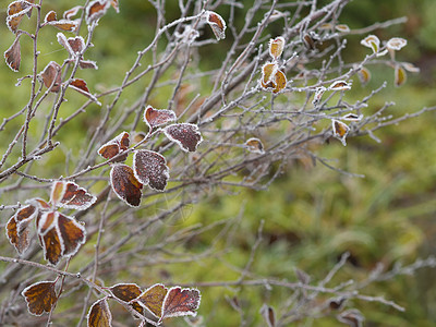 第一次霜冻  特写冰冻的秋色叶树枝Sn树叶植物宏观雾凇橙子天气森林水晶季节冻结图片