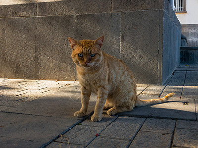 猫咪用可爱的面孔看着你图片