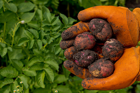 种植橙色手套的农民收获土豆 收集新鲜生土豆 特写工作场地环境食物橡皮生长营养花园蔬菜女士图片