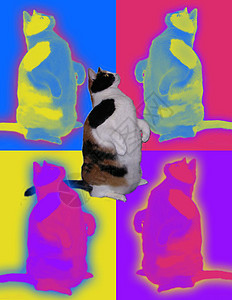 肥猫盒子墙纸爪子流行音乐插图织物动物艺术小猫网格图片