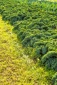 种植中的绿色甘蓝农业植物生产营养场地卷曲健康英亩叶子栽培图片