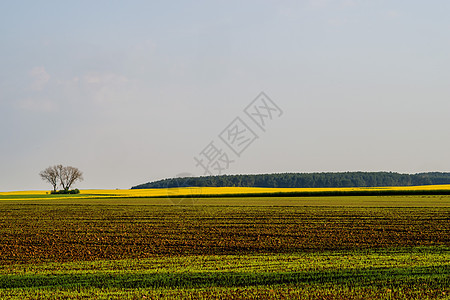 晨光中田地天空天堂自由地空间牧歌自然保护农业天气晨光英亩背景图片