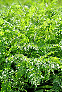 彩色野生香料味道枝条叶子荒野烹饪植物生长植物群食物药品图片