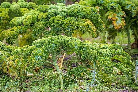 种植中的绿色甘蓝健康农业卷曲多叶花园叶子蔬菜栽培食物沙拉图片